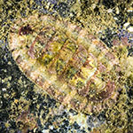 Chiton sp. 5